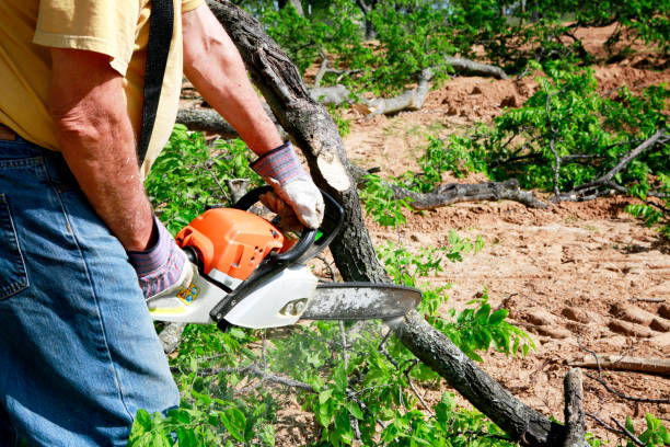 Best Tree Root Removal  in Womelsdorf, PA